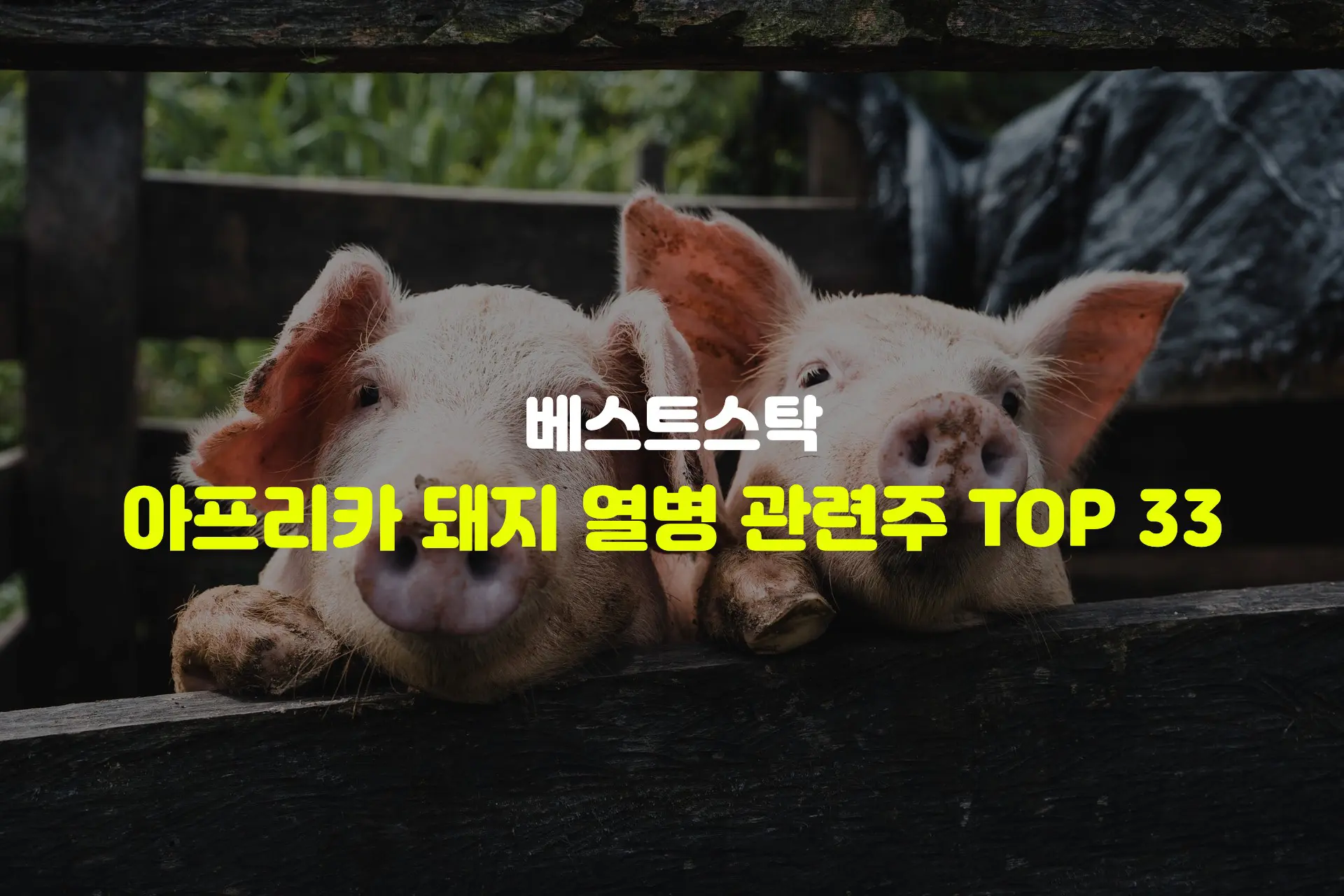 아프리카 돼지 열병 관련주 TOP 33 썸네일